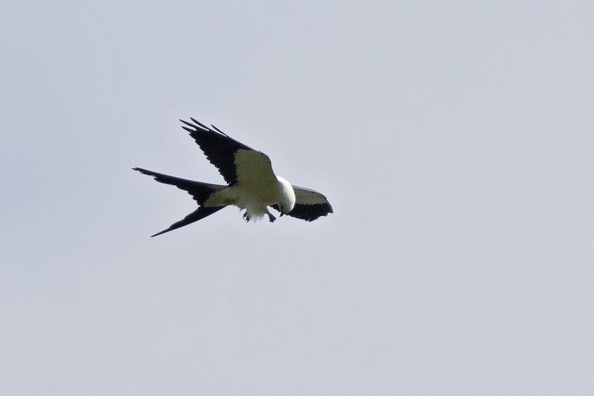 Swallow-tailed Kite - ML387605161