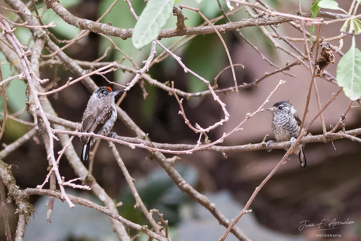 White-barred Piculet - ML387605201