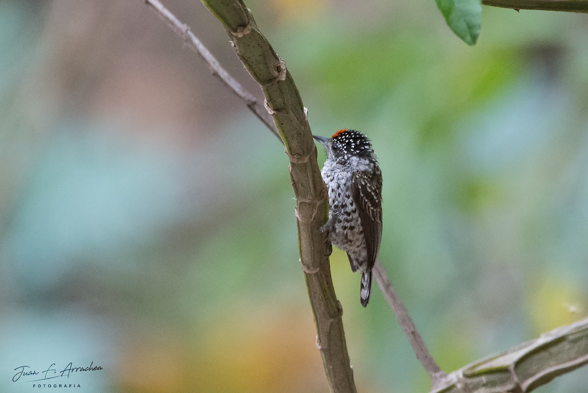 White-barred Piculet - ML387605221