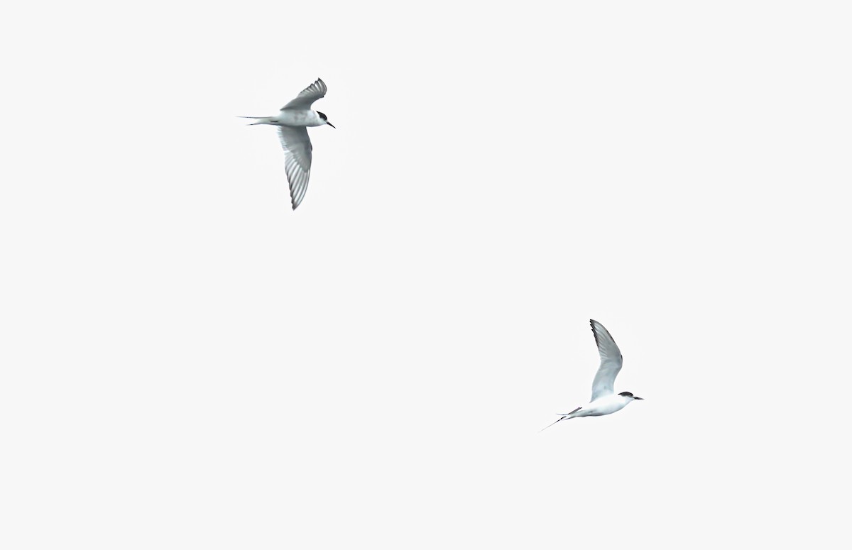 Arctic Tern - Frank Thierfelder