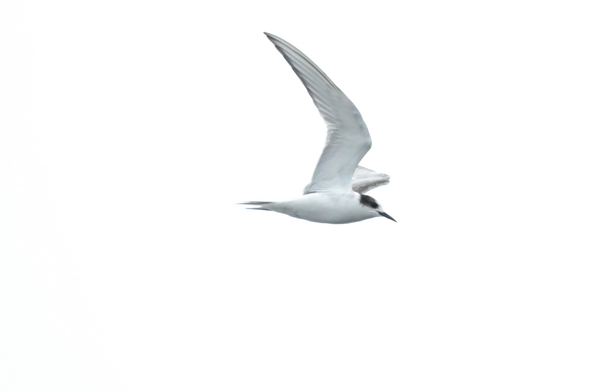 Arctic Tern - ML387605431