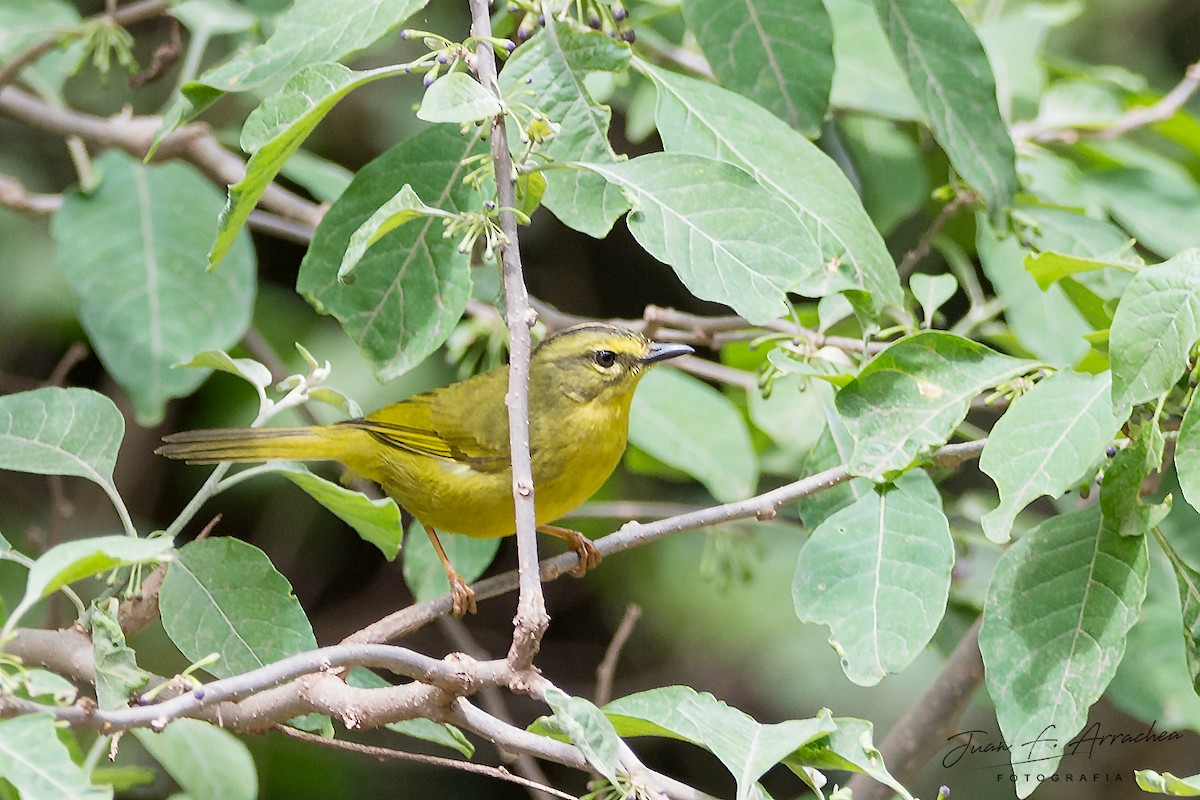 Two-banded Warbler - ML387605451