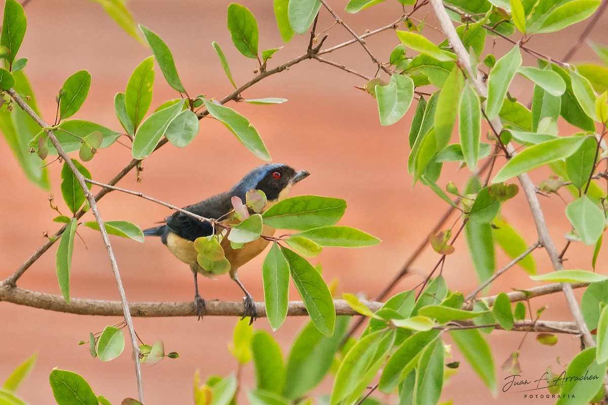 Fawn-breasted Tanager - ML387605511