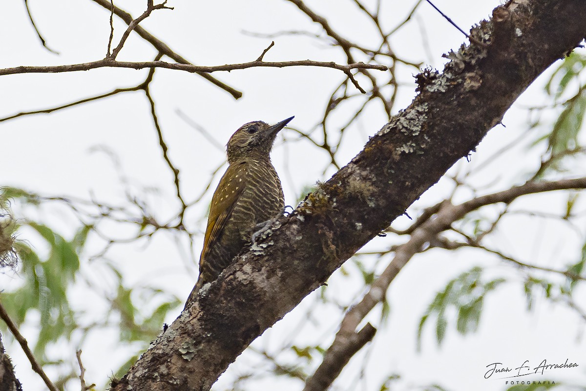 Dot-fronted Woodpecker - Juan Francisco Arrachea