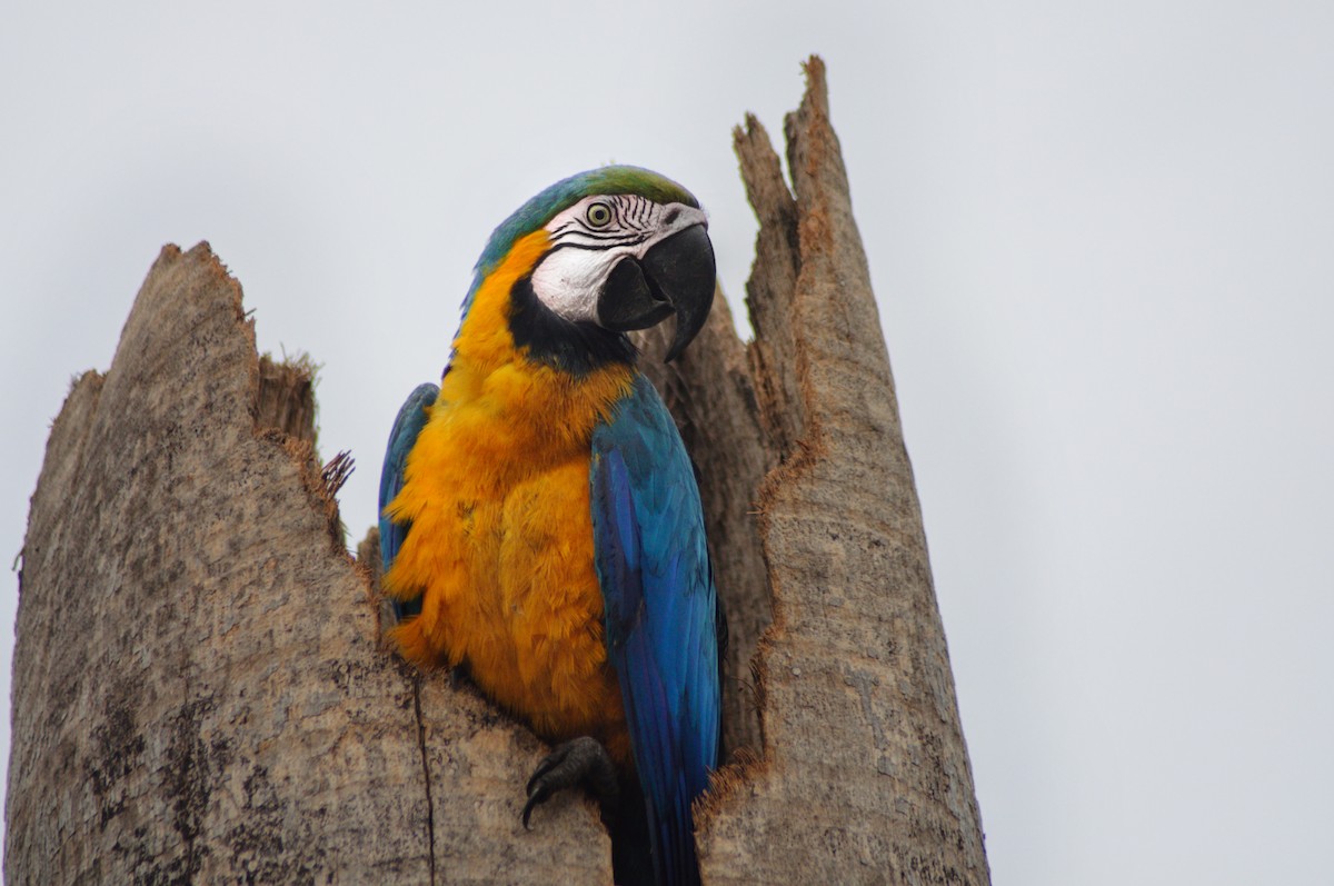 Blue-and-yellow Macaw - ML387607231