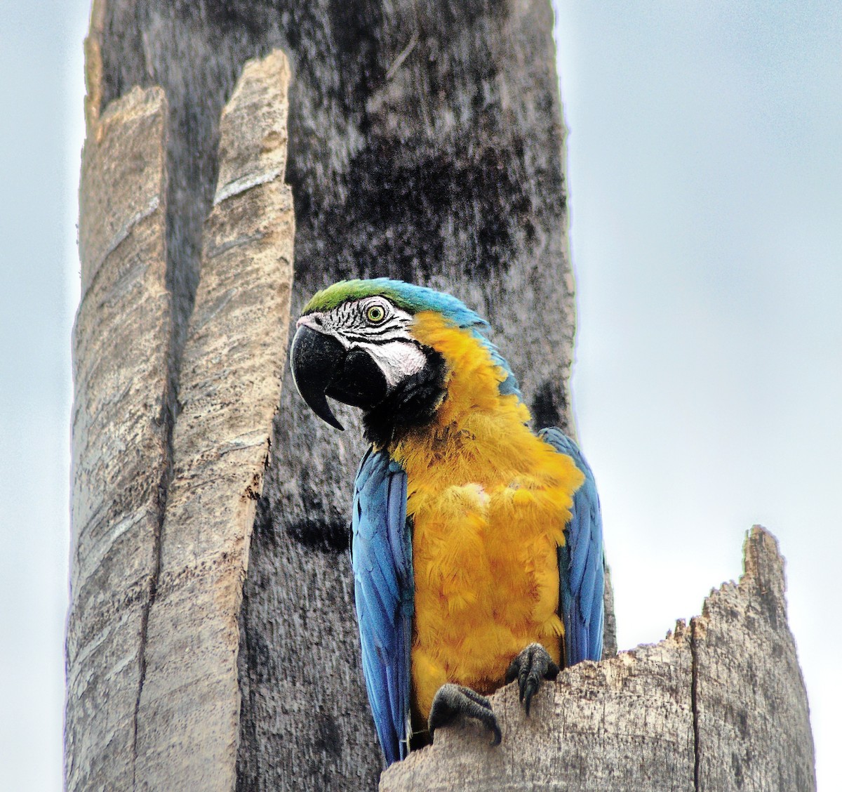 Blue-and-yellow Macaw - ML387607241