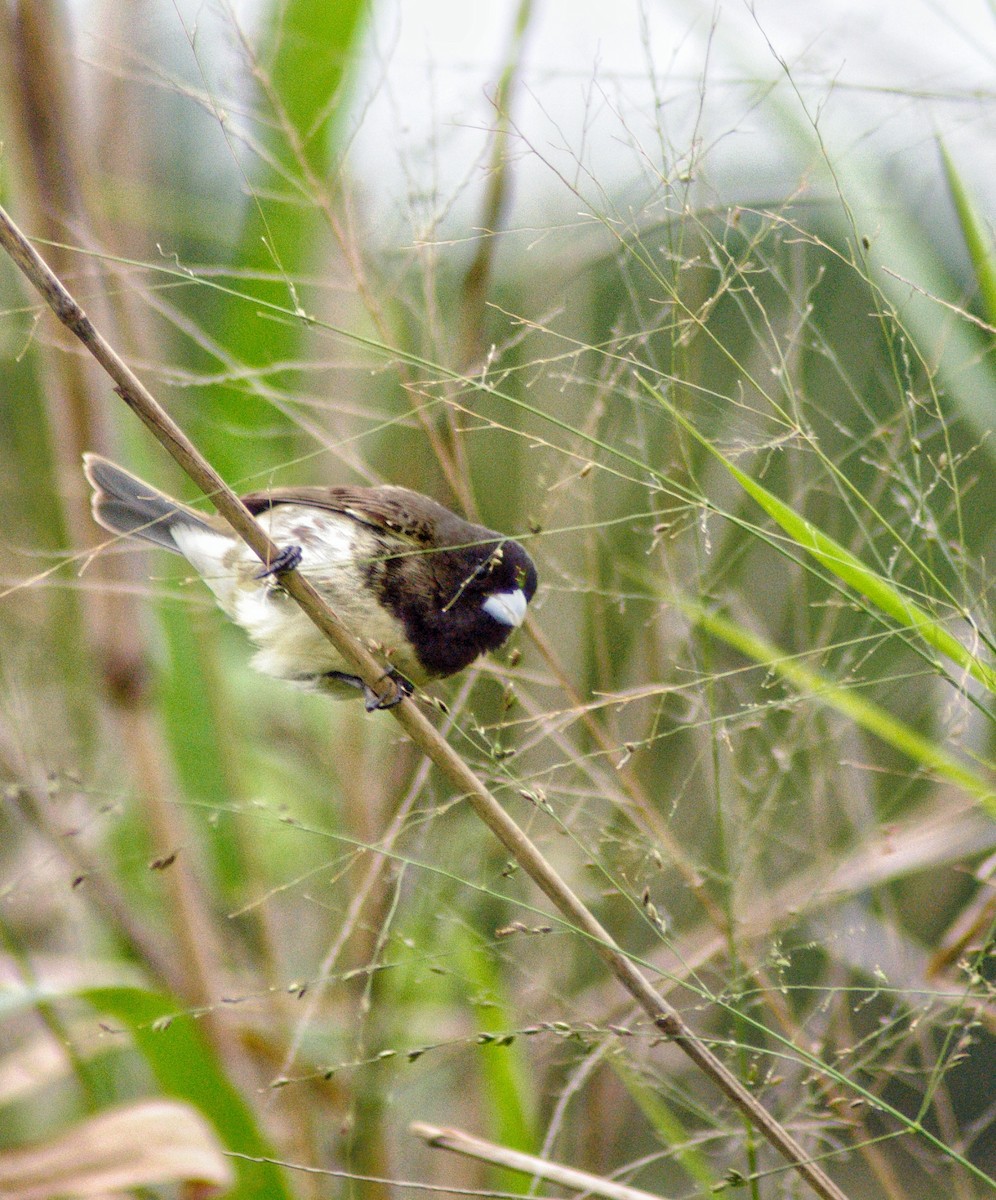 Yellow-bellied Seedeater - ML387607381