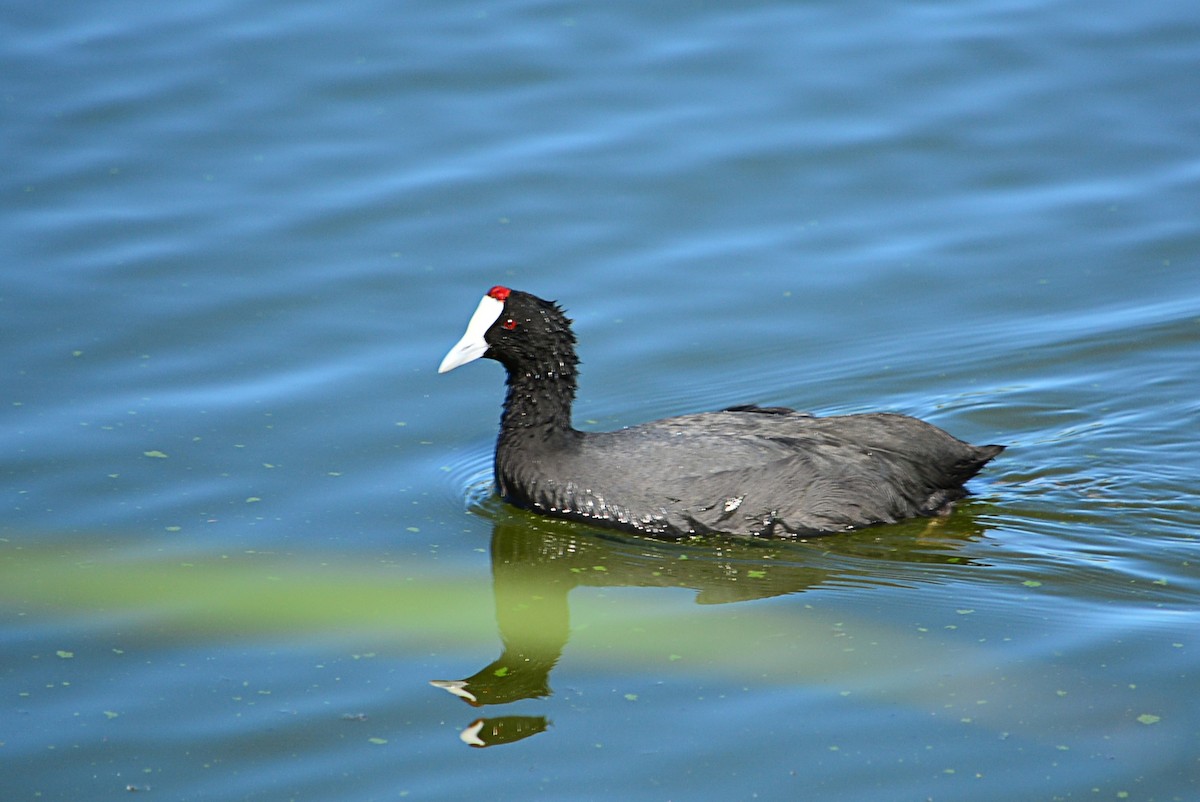 Red-knobbed Coot - ML387607641