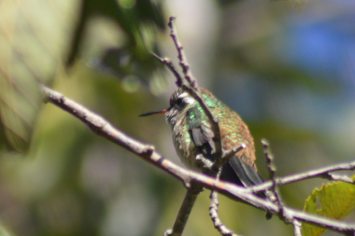 White-eared Hummingbird - Carlos Mancera (Tuxtla Birding Club)