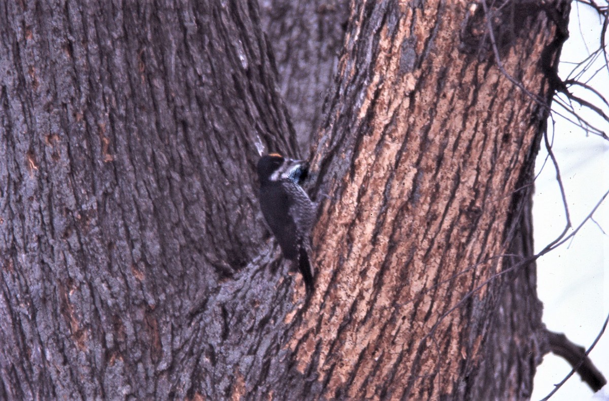 Black-backed Woodpecker - John Fitzpatrick