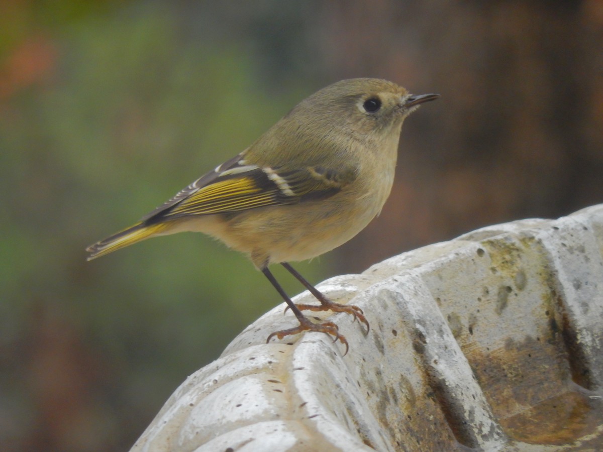Ruby-crowned Kinglet - Eric Cormier
