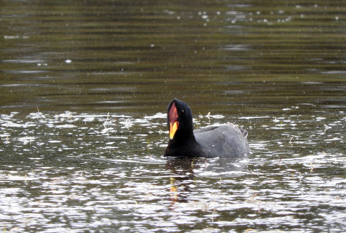 Red-fronted Coot - Diego perez