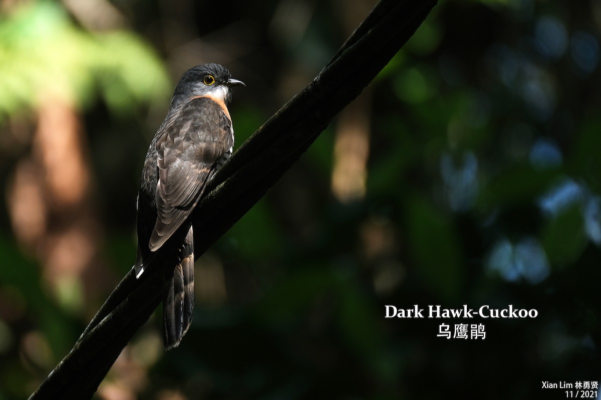 Dark Hawk-Cuckoo - Lim Ying Hien