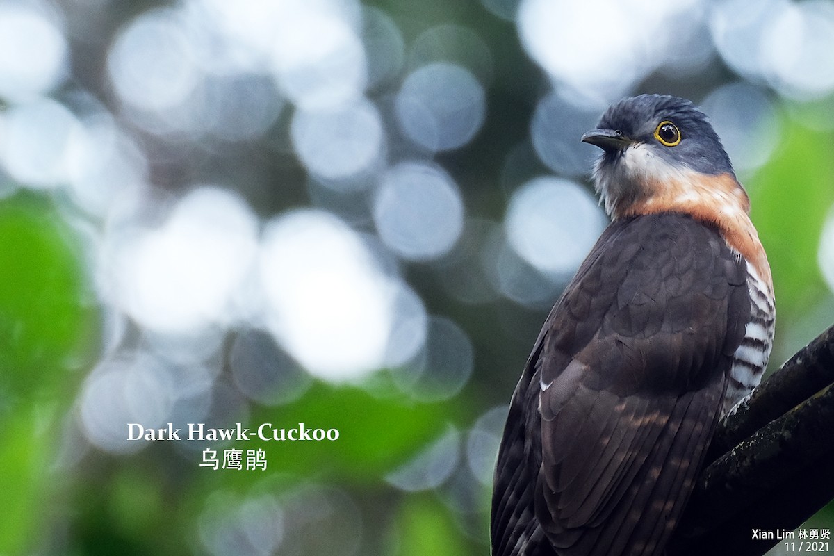 Dark Hawk-Cuckoo - ML387639671