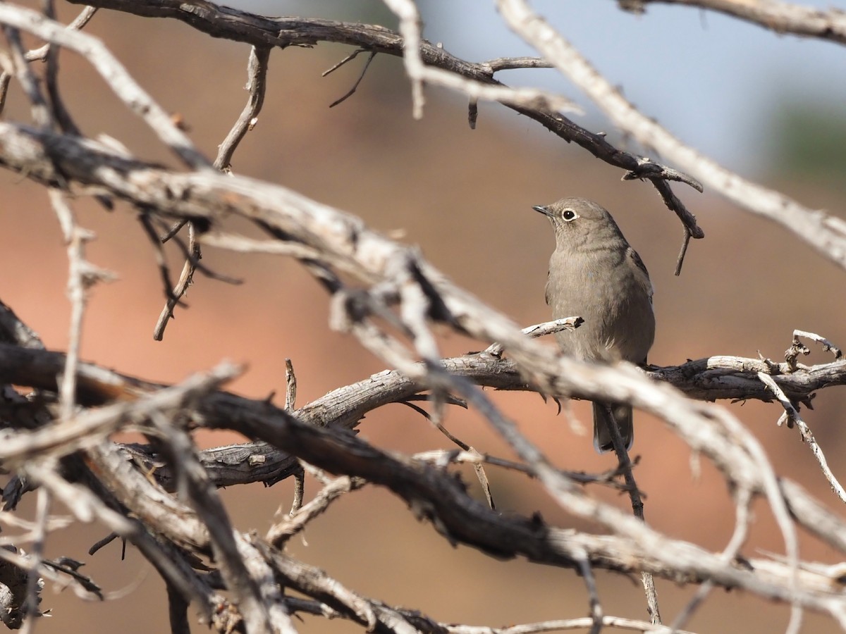 Townsend's Solitaire - ML387643881