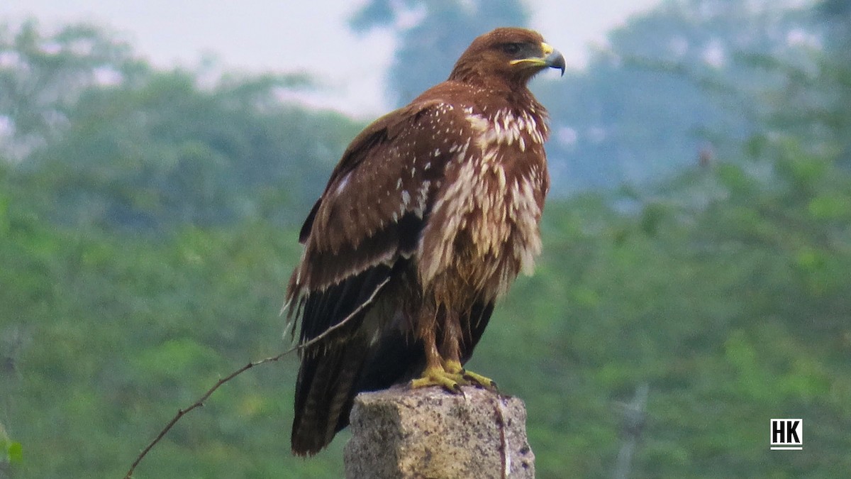 Indian Spotted Eagle - karthick hari