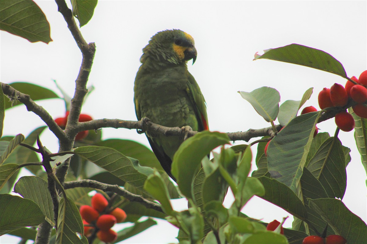 Orange-winged Parrot - T L P L