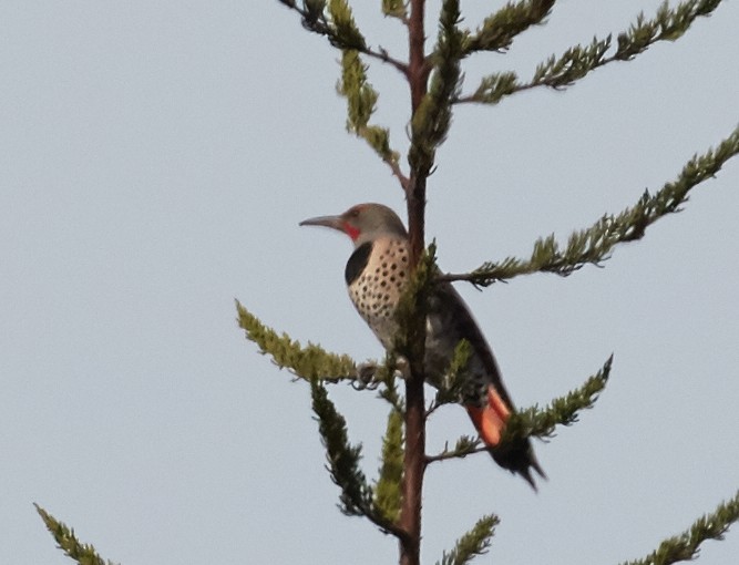 Northern Flicker (Red-shafted) - ML38766051