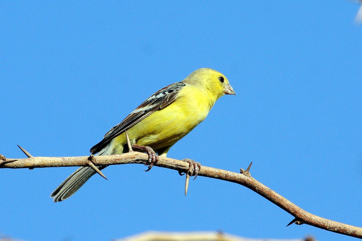 Sudan Golden Sparrow - ML387661781