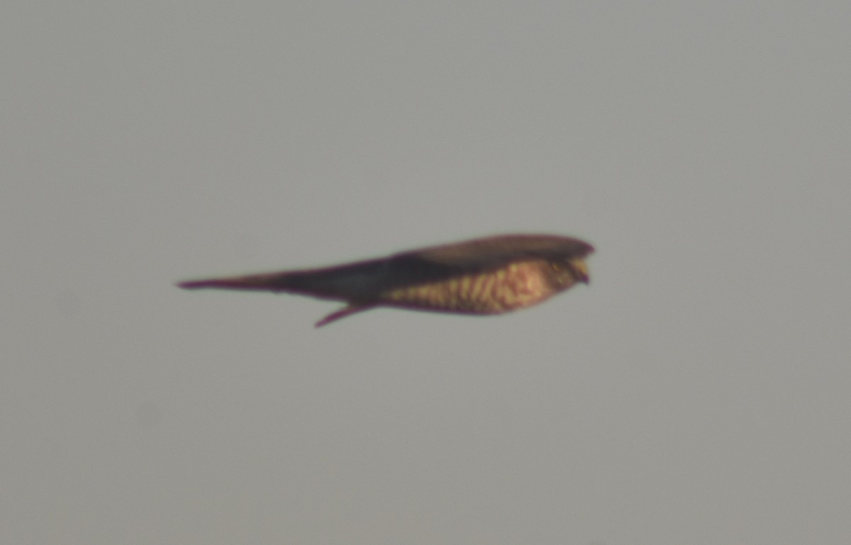 Eurasian Sparrowhawk - ML387662911
