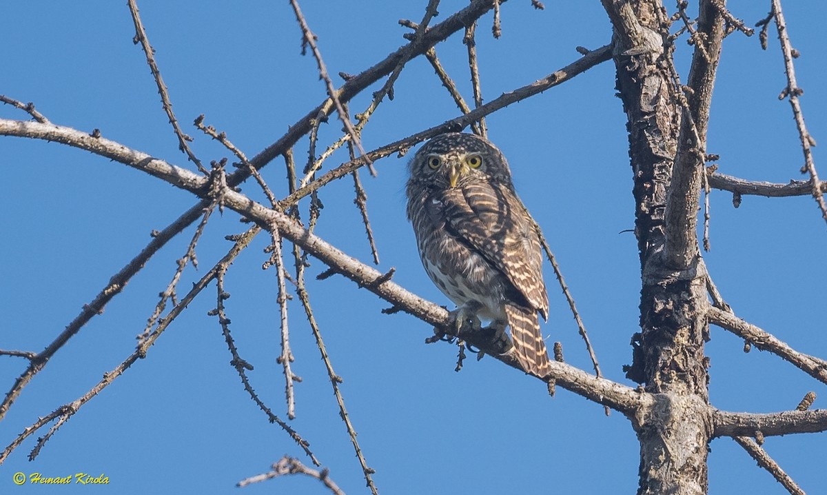 Collared Owlet - ML387663531