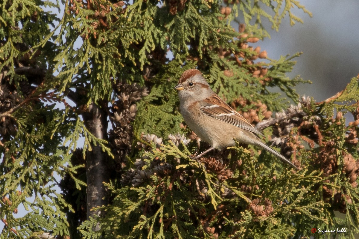 American Tree Sparrow - ML38766541