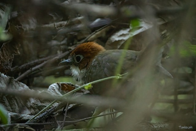 Definitive Basic (Adult). Dorsal view. - White-throated Antpitta - 