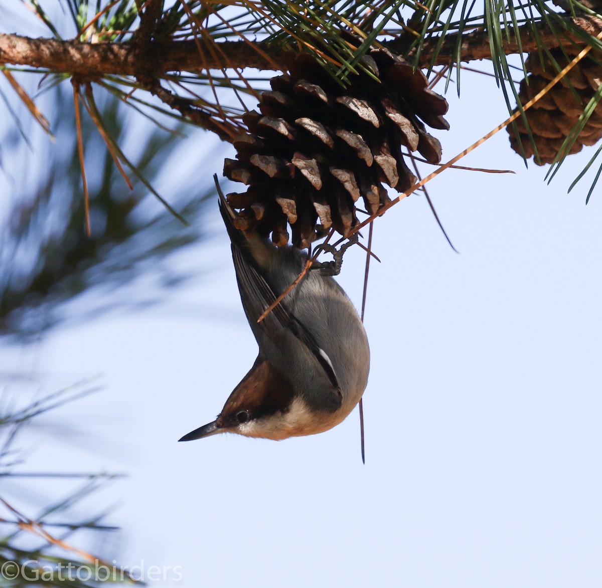 Brown-headed Nuthatch - ML387679591