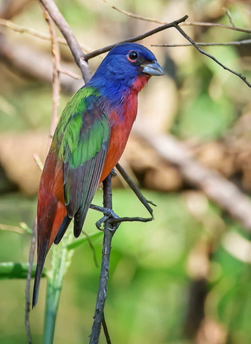 Painted Bunting - ML387680221