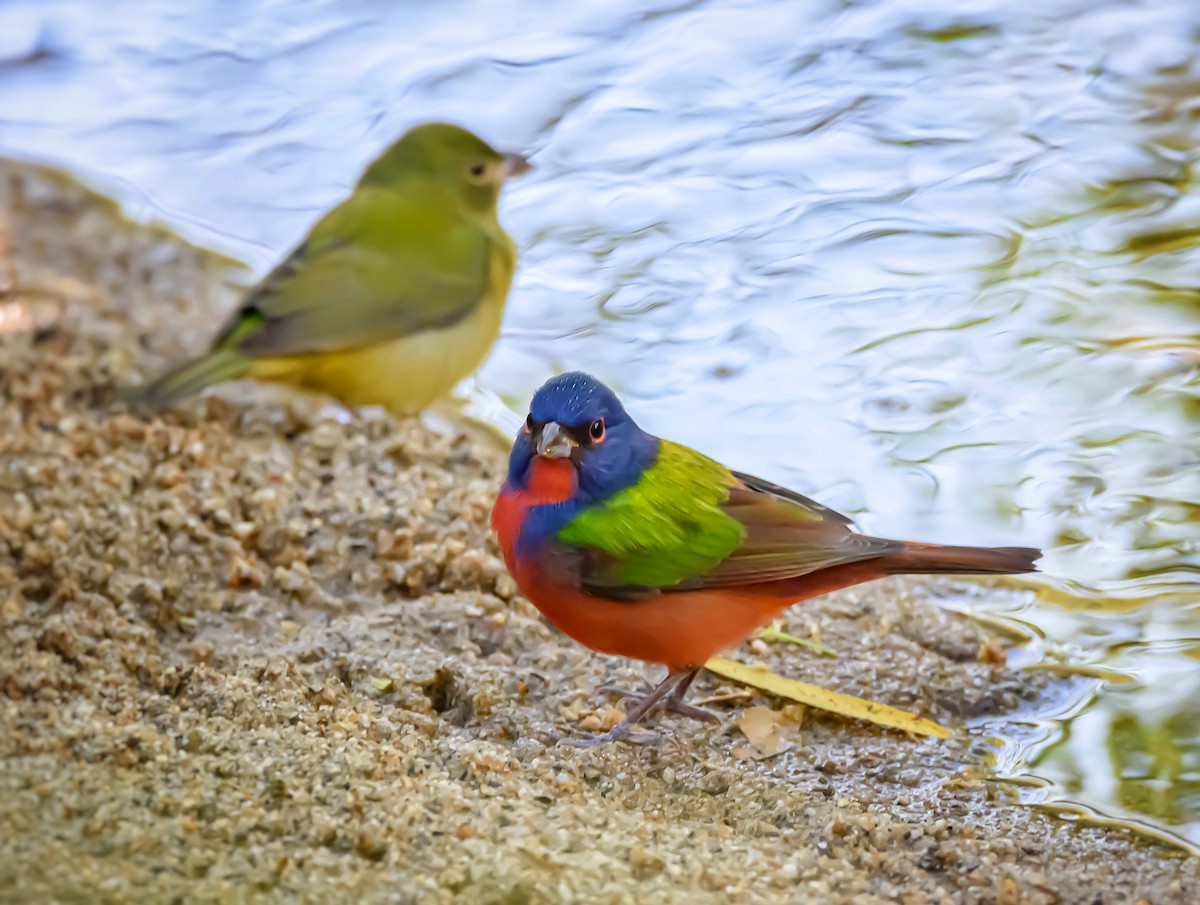 Painted Bunting - ML387680281