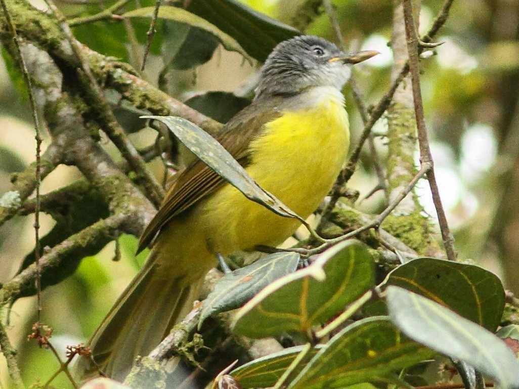 Gray-headed Greenbul - Phyllastrephus poliocephalus - Birds of the World