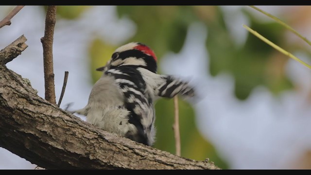 Downy Woodpecker (Eastern) - ML387682041