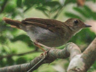  - Rufous-winged Illadopsis