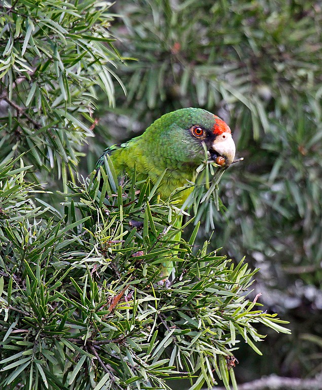 Red-fronted Parrot - ML387688721