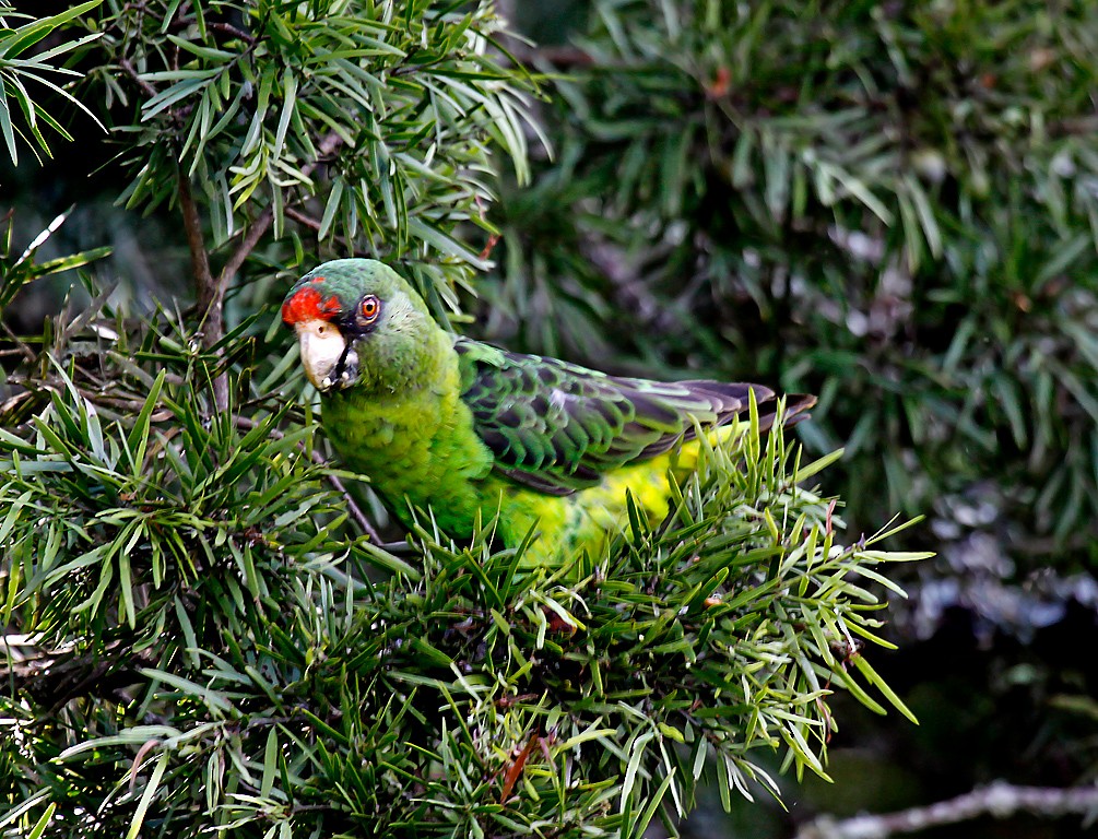 Red-fronted Parrot - ML387688731