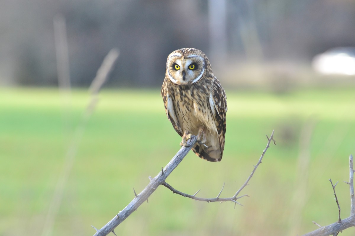 Short-eared Owl - Leonel Richard
