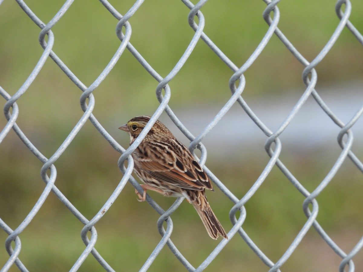 Savannah Sparrow - ML387689271