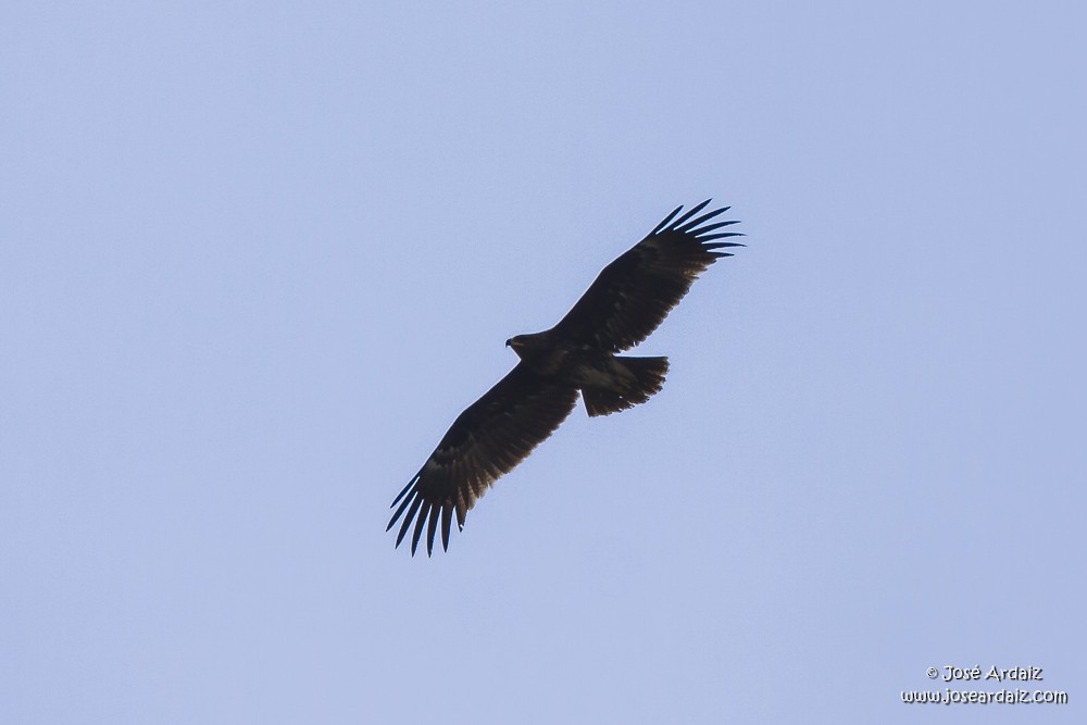 Greater Spotted Eagle - José Ardaiz Ganuza