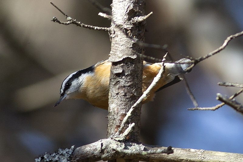 Red-breasted Nuthatch - ML387701661