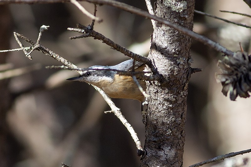 Red-breasted Nuthatch - ML387701671