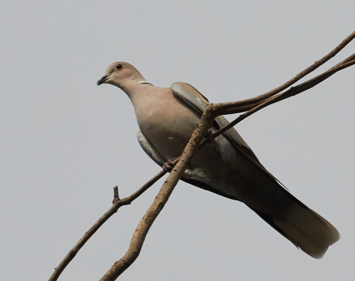 Eurasian Collared-Dove - ML38770521