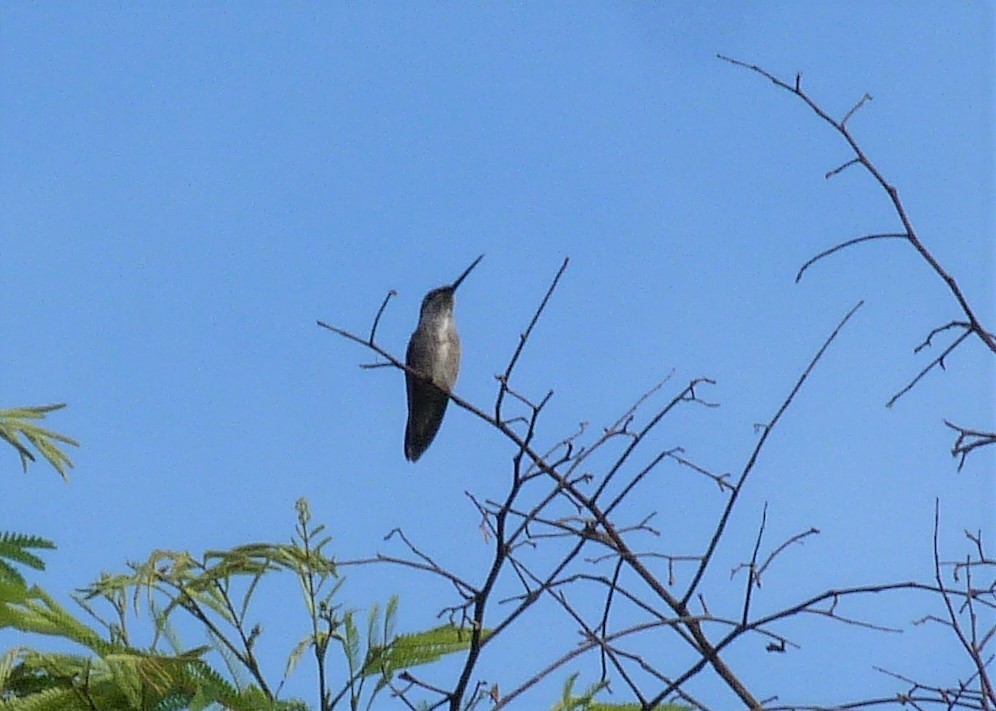 kolibřík fialovolímcový - ML387706711