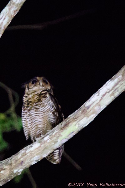 Fraser's Eagle-Owl