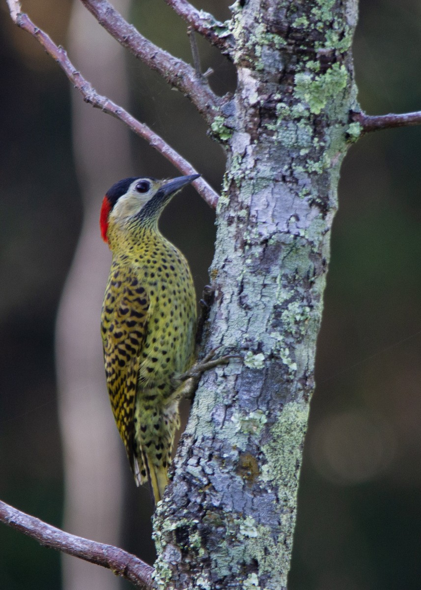 Green-barred Woodpecker - João Pedro Sampaio Nunes