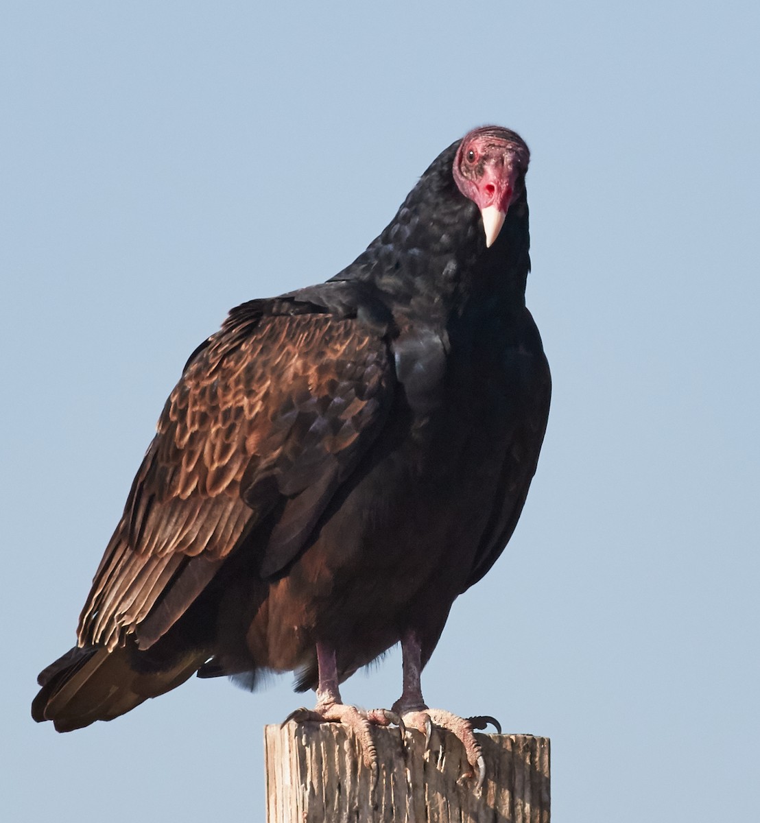 Turkey Vulture - Brooke Miller