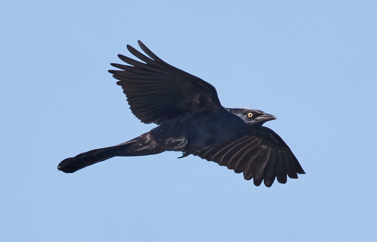 Great-tailed Grackle - ML38771261