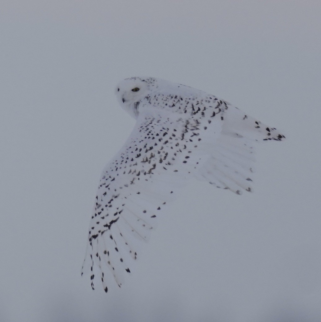 Snowy Owl - ML387713351