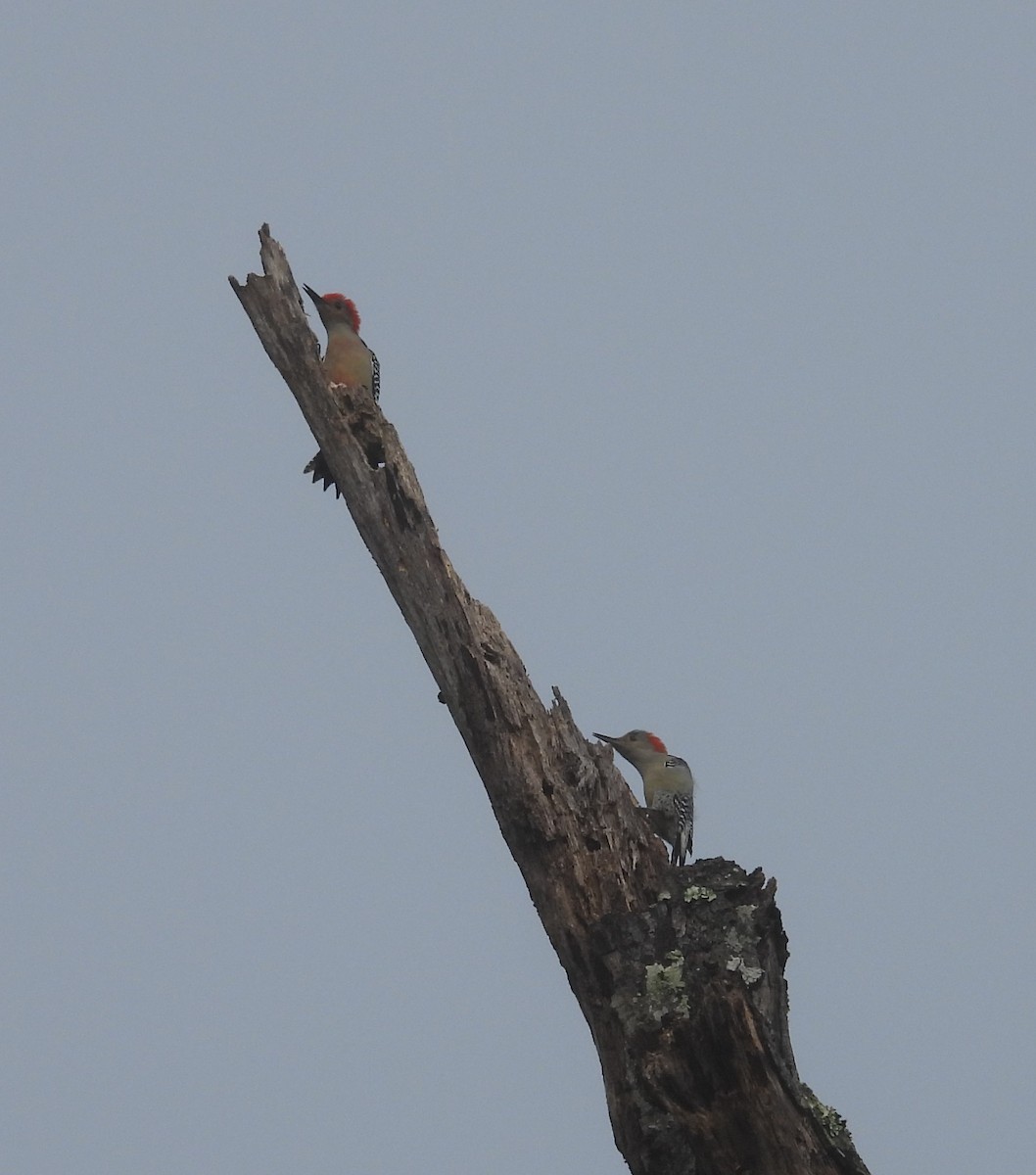 Red-bellied Woodpecker - ML387717391