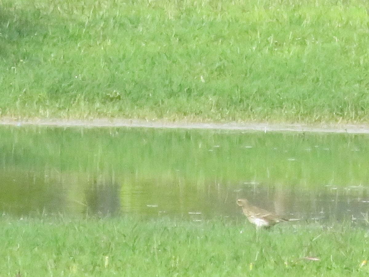 Water Pipit - ML387724351