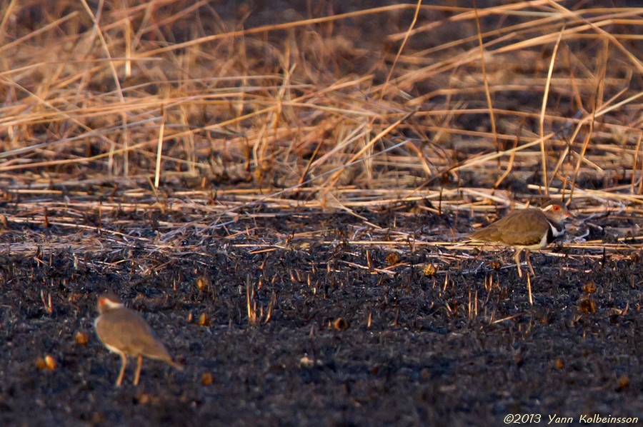 Forbes's Plover - ML38772501